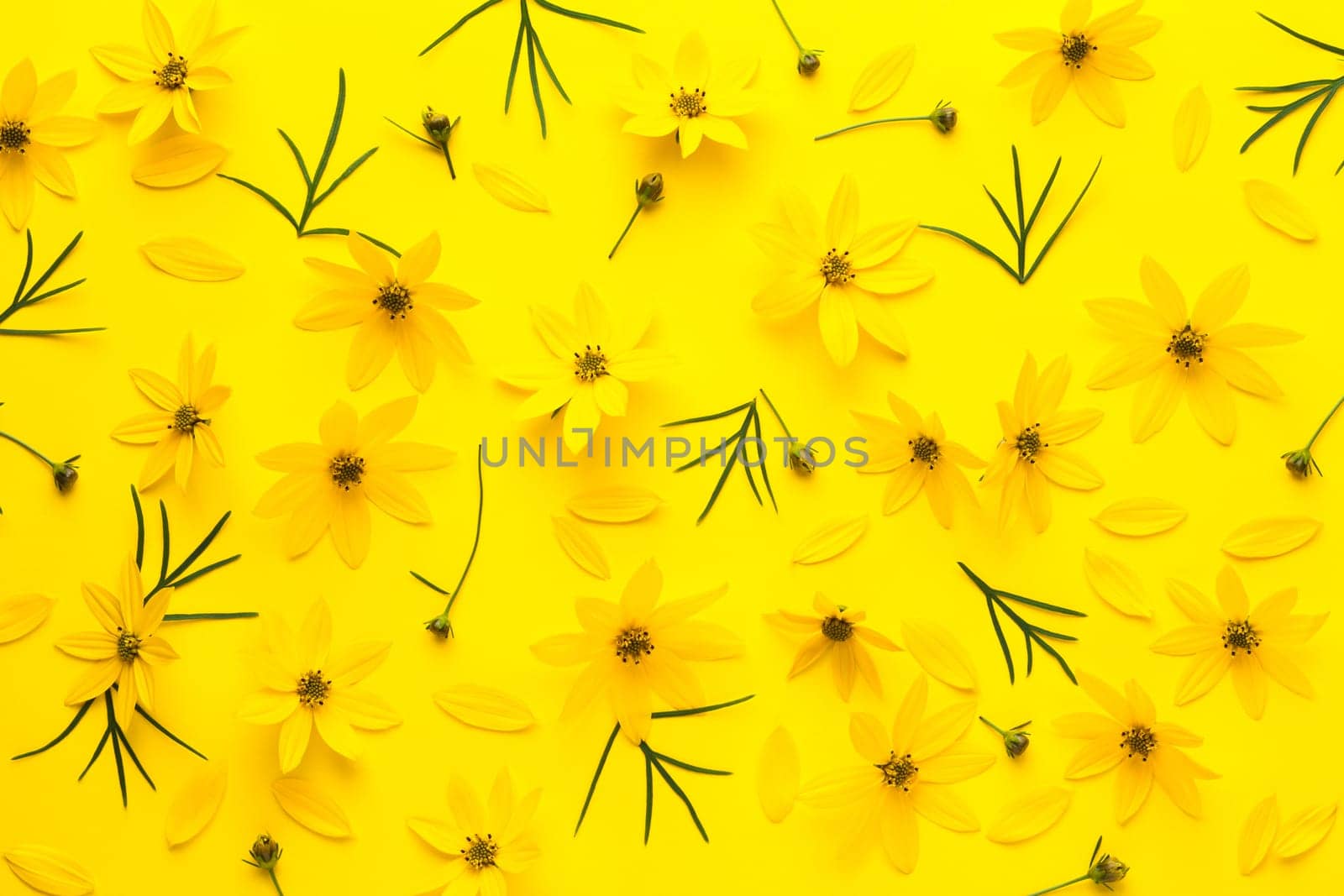 Yellow flowers background. Coreopsis verticillata zagreb. Flat lay, top view