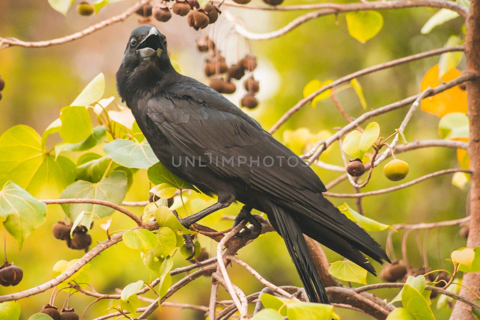 Carrion crow on branch with spring nature animal bird wildlife background.