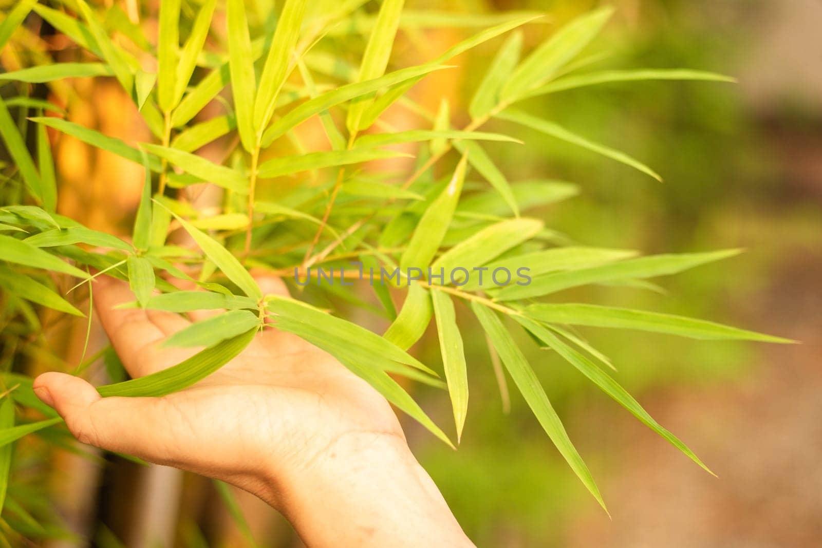 Woman hand touching bamboo leaves in morning sunlight. abstract travel nature advanger.