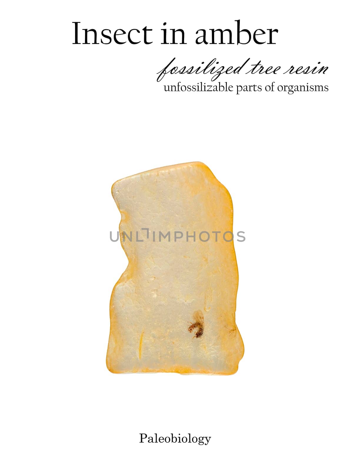 Petrified insect with wings in a piece of amber stone isolated on white