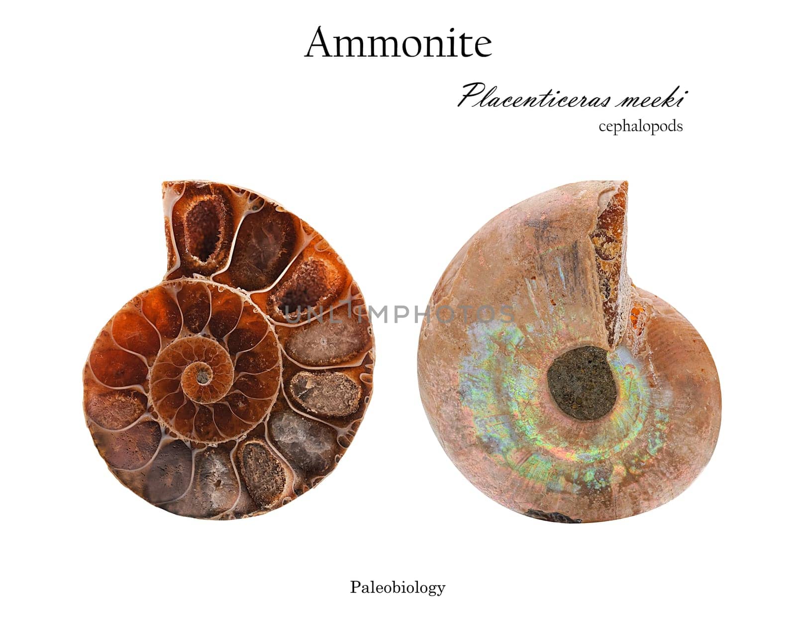 Shell of mollusk ammonite with mother-of-pearl cutaway from two sides isolated on white side view