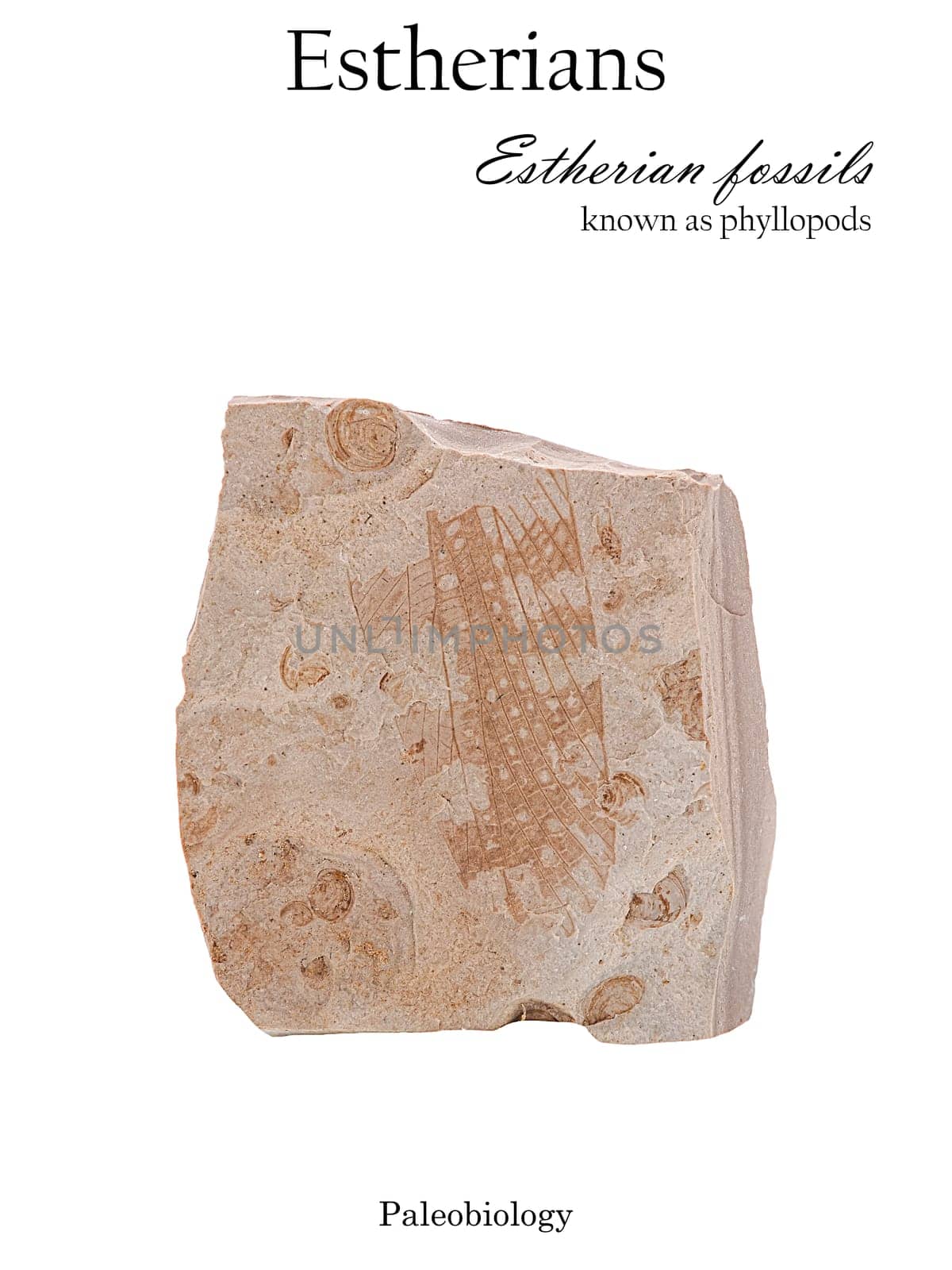 Imprint interspersed with fossilized mollusk shells and wing of an ancient insect in stone isolated side view