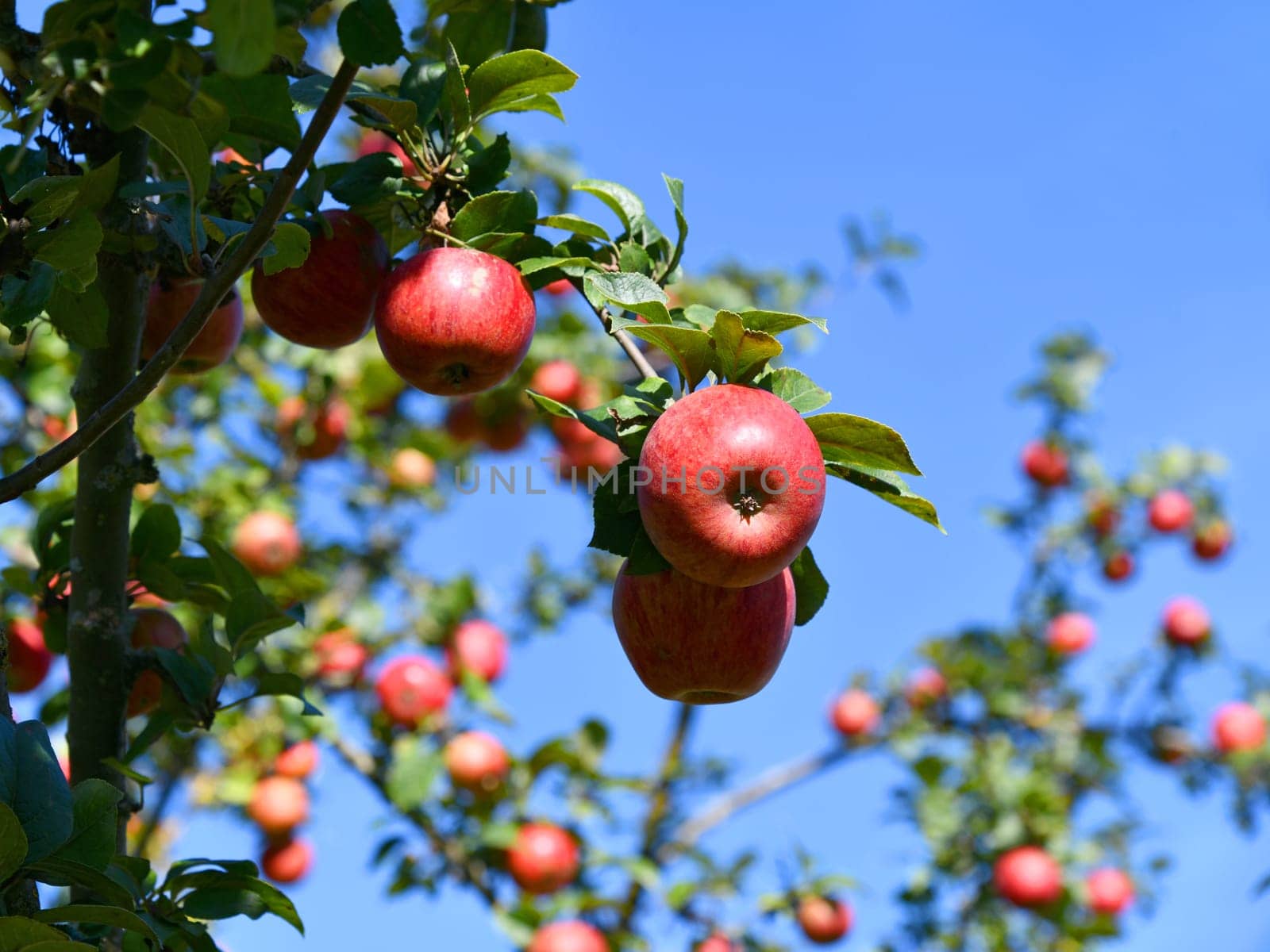 red apples on the tree