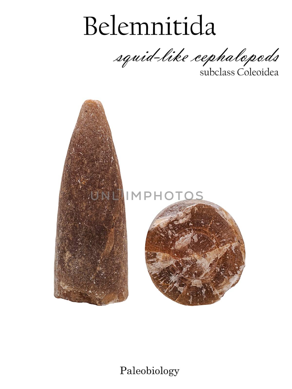 Fossil parts of the remains of an extinct mollusk belemnite or belemnitida isolated side and section view