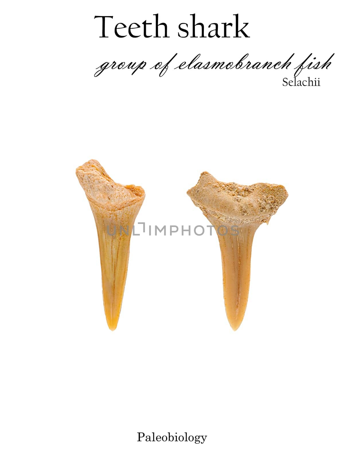 Fossil teeth fish shark isolated side view