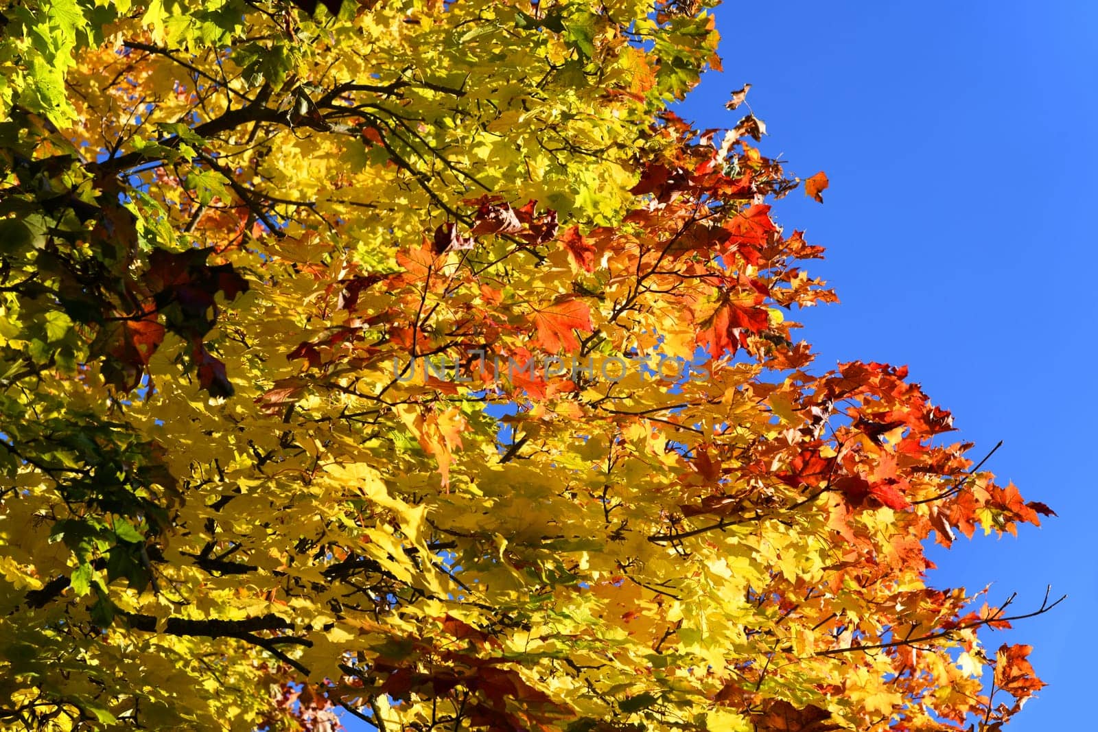 brightly colored deciduous tree
