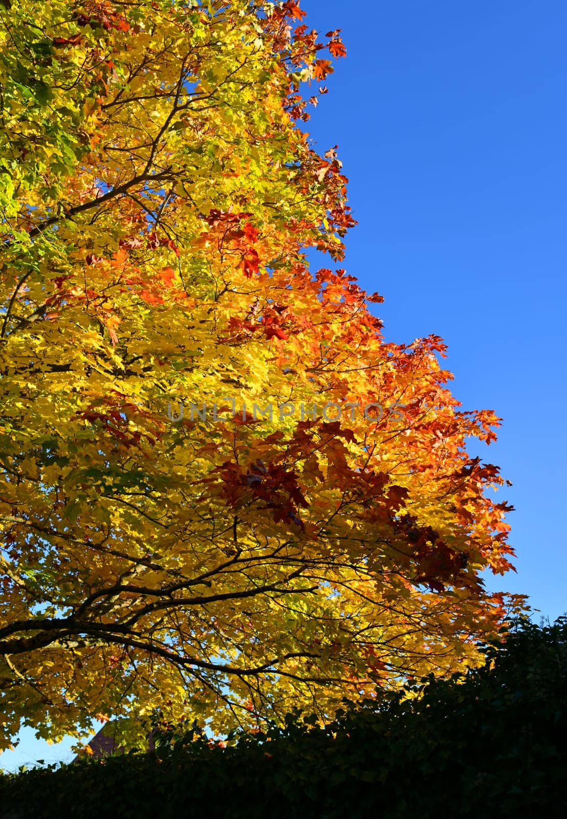brightly colored deciduous tree