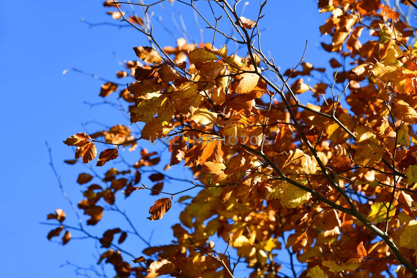brightly colored deciduous tree