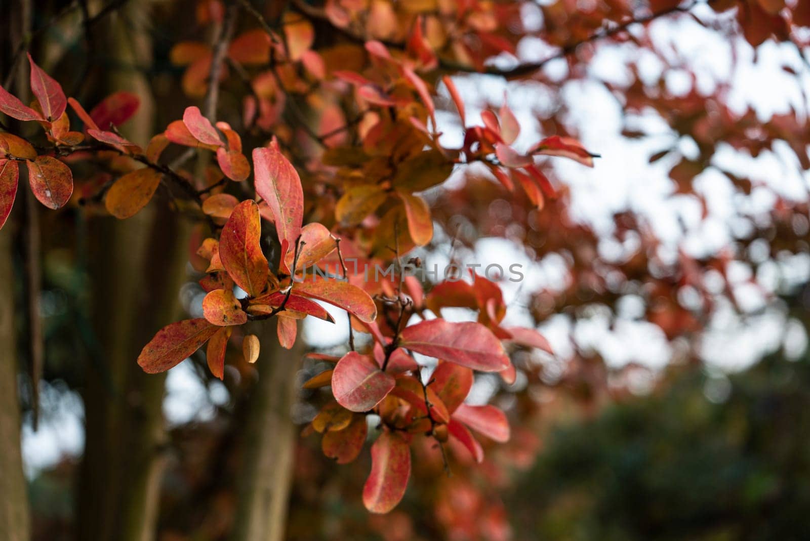 Autumn branches with small multi-colored leaves , isolated on white background.