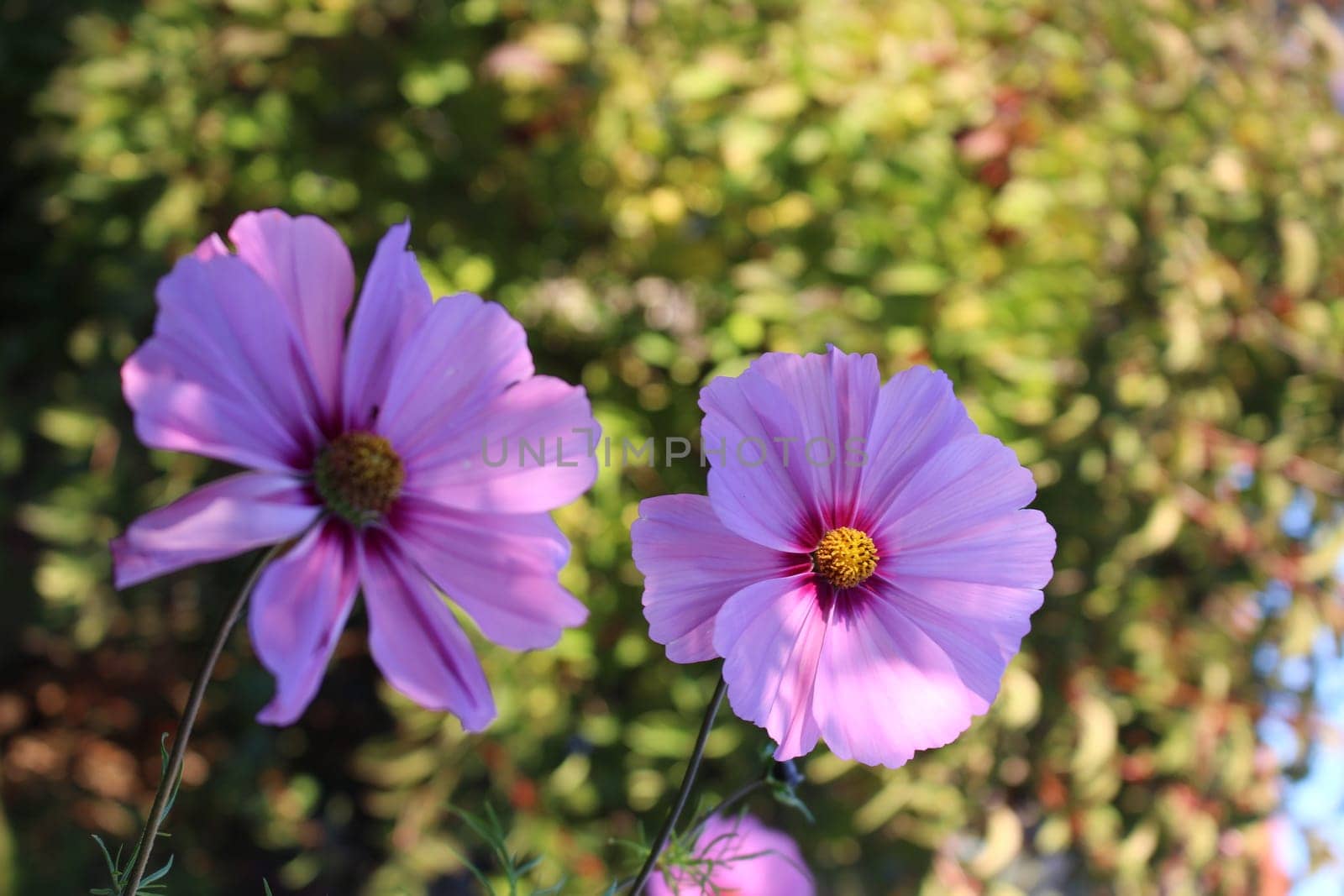 Cosmea
