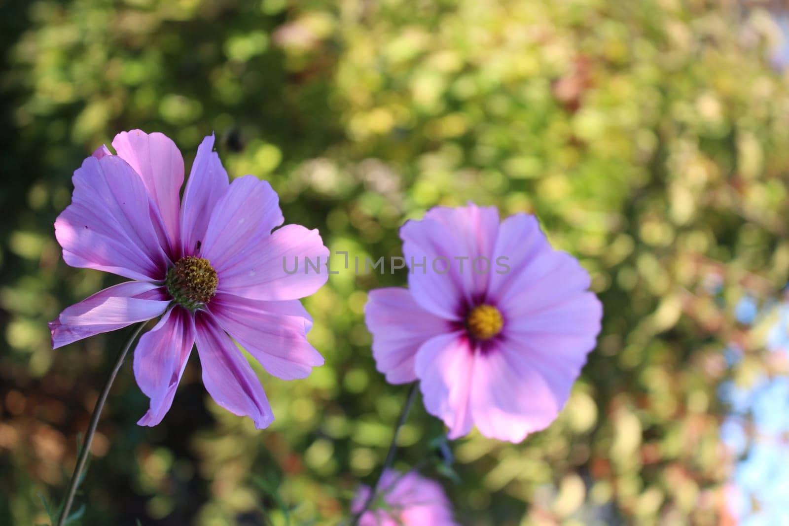 Cosmea