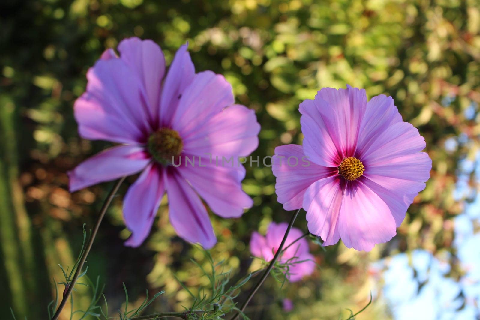 Cosmea