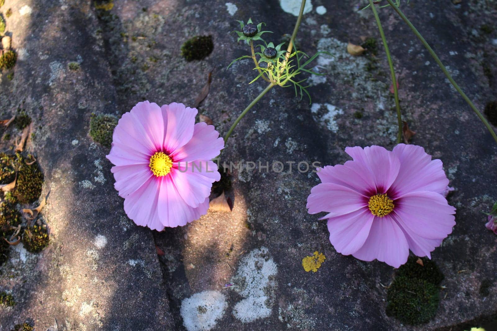 Cosmea