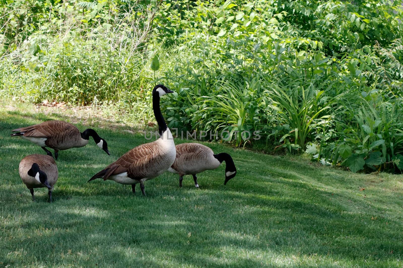 One goose watches out for any dangers while three geese eat from the grass in a partly shady public park in spring. Large beige, black and white geese enjoy food they find in the lawn in a park.