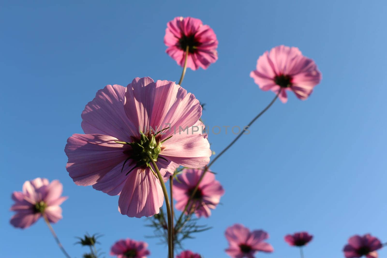 Cosmea