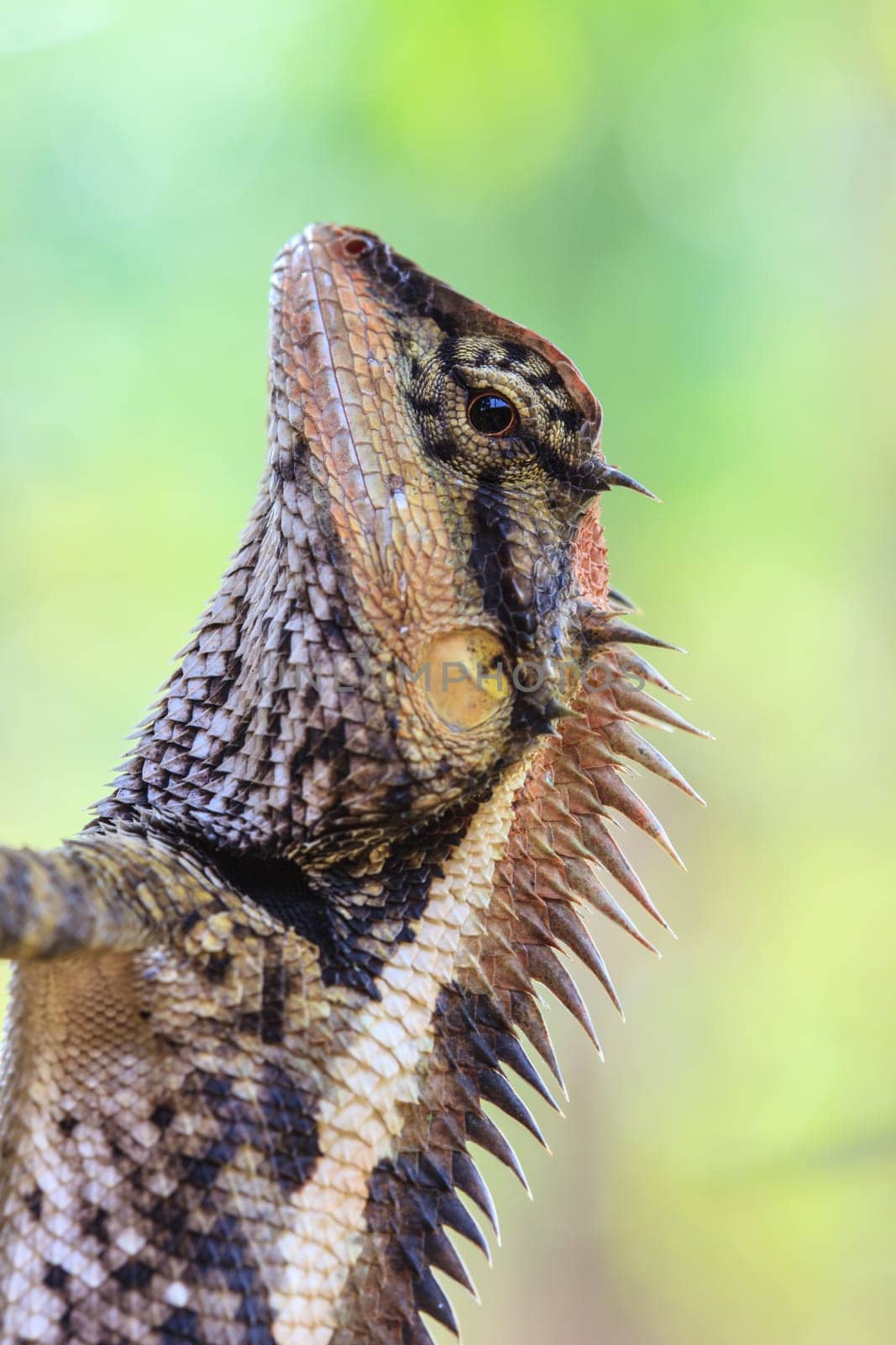 Greater spiny lizard, Acanthosaura armata, black faced lizard, masked spiny lizard, tree lizard