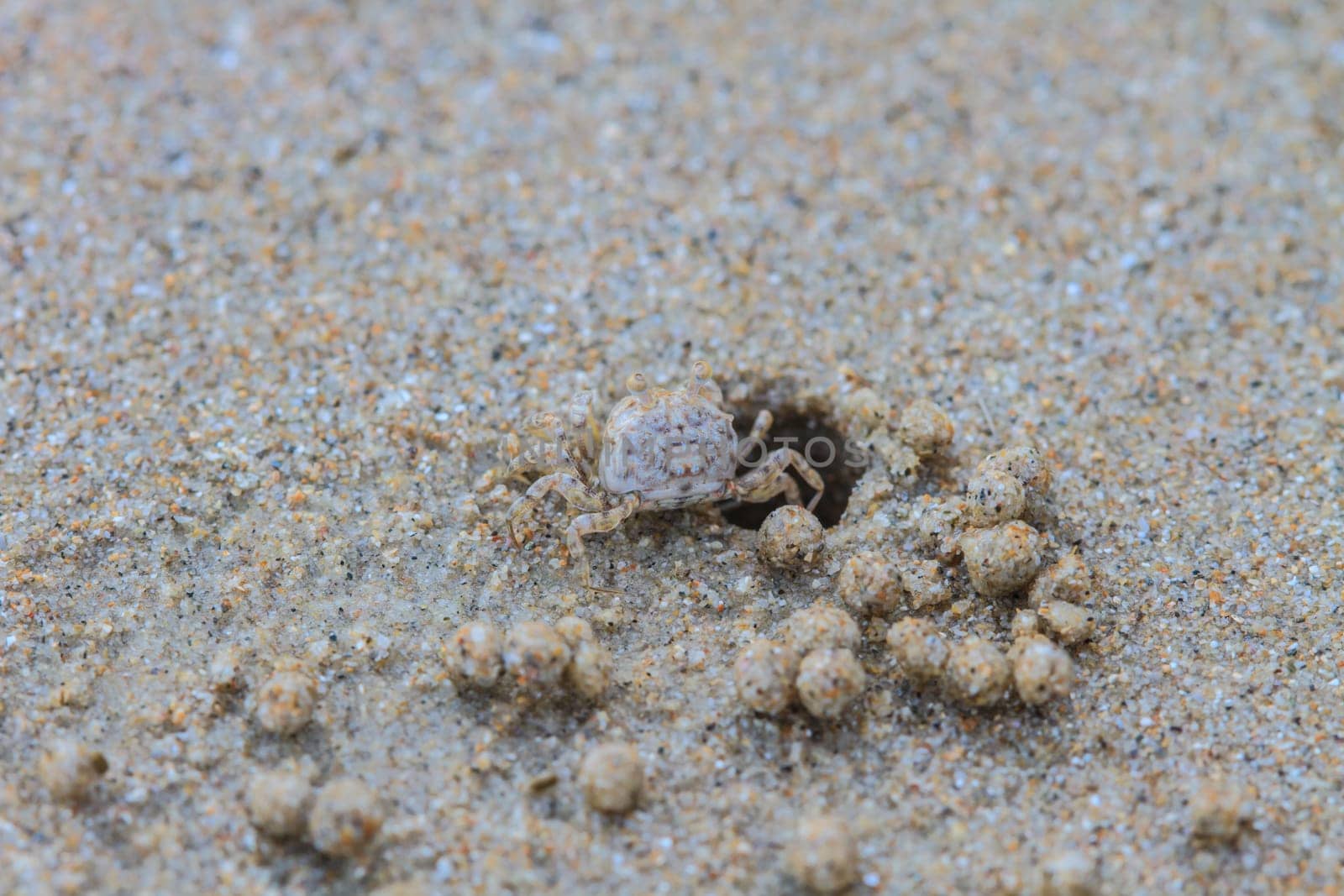 Tiny Ghost Crabs digging holes in the sand