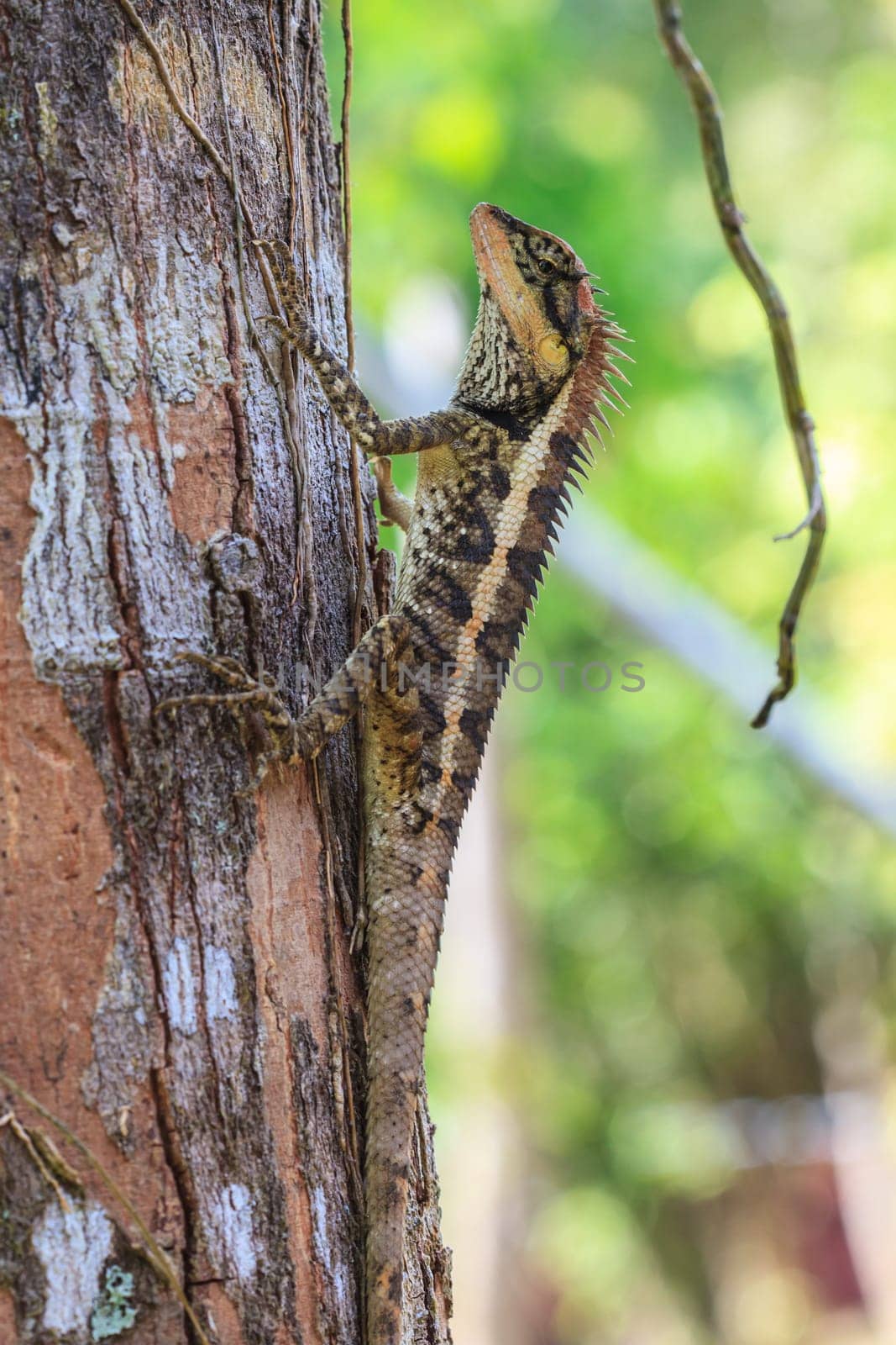 Greater spiny lizard, Acanthosaura armata, black faced lizard, masked spiny lizard, tree lizard