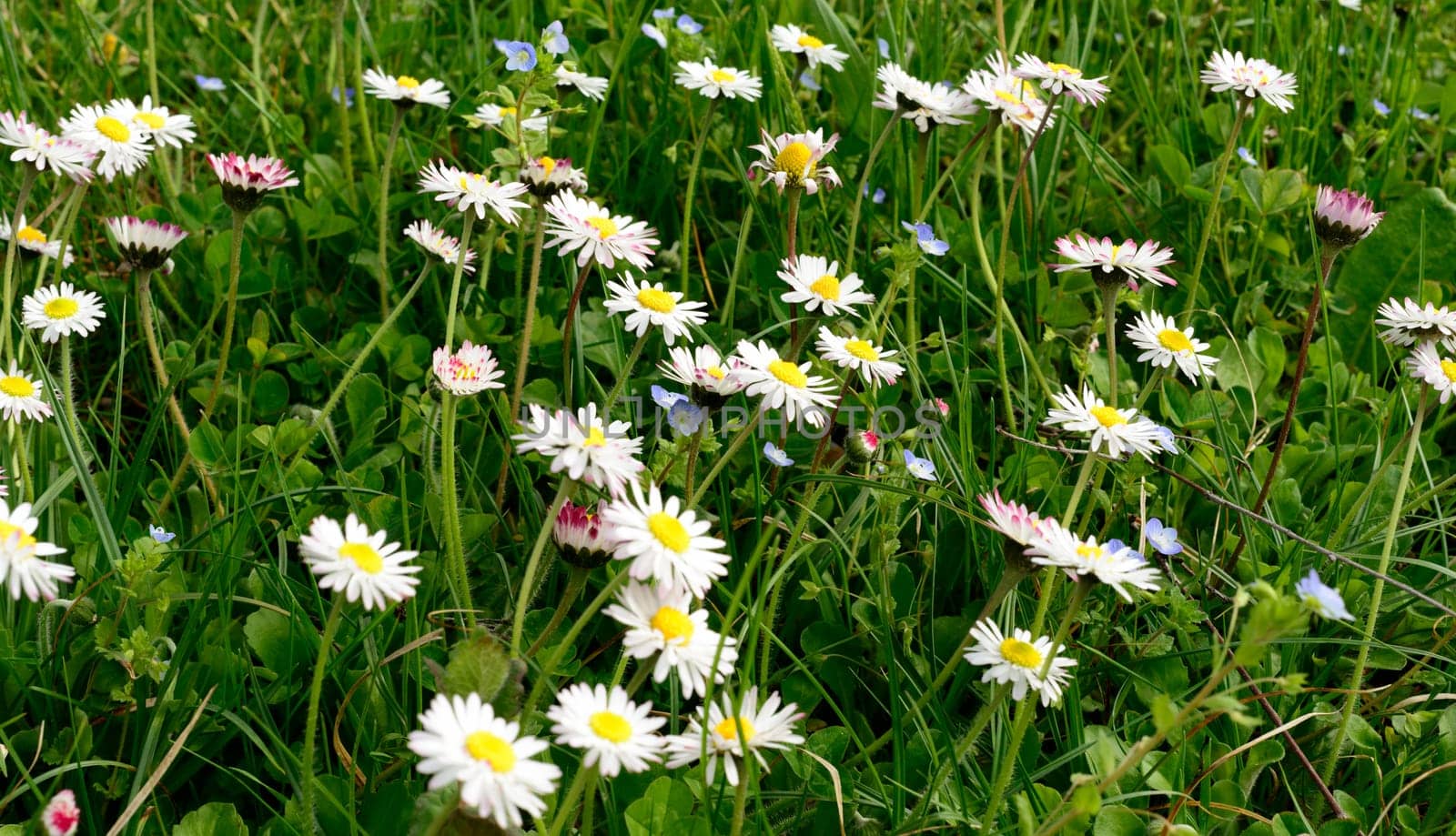 paquerettes in a meadow in spring