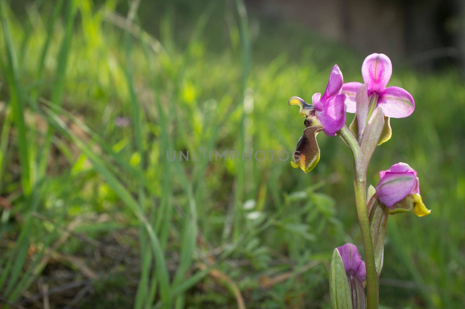 Beautiful wild rare orchid pink Ophrys tenthredinifera. Valverde de Leganes, Extremadura, Spain