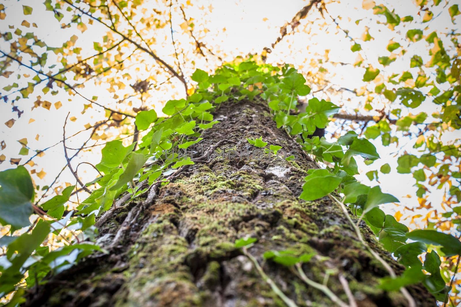 Ivy climbing old chesnut trunk surface. Magic Autumn at Ambroz Valley, Extremadura, Spain