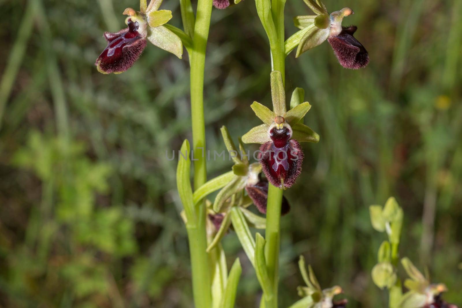 Beautiful wild rare orchid Ophrys sphegodes also known as early spider-orchid. Valverde de Leganes, Extremadura, Spain