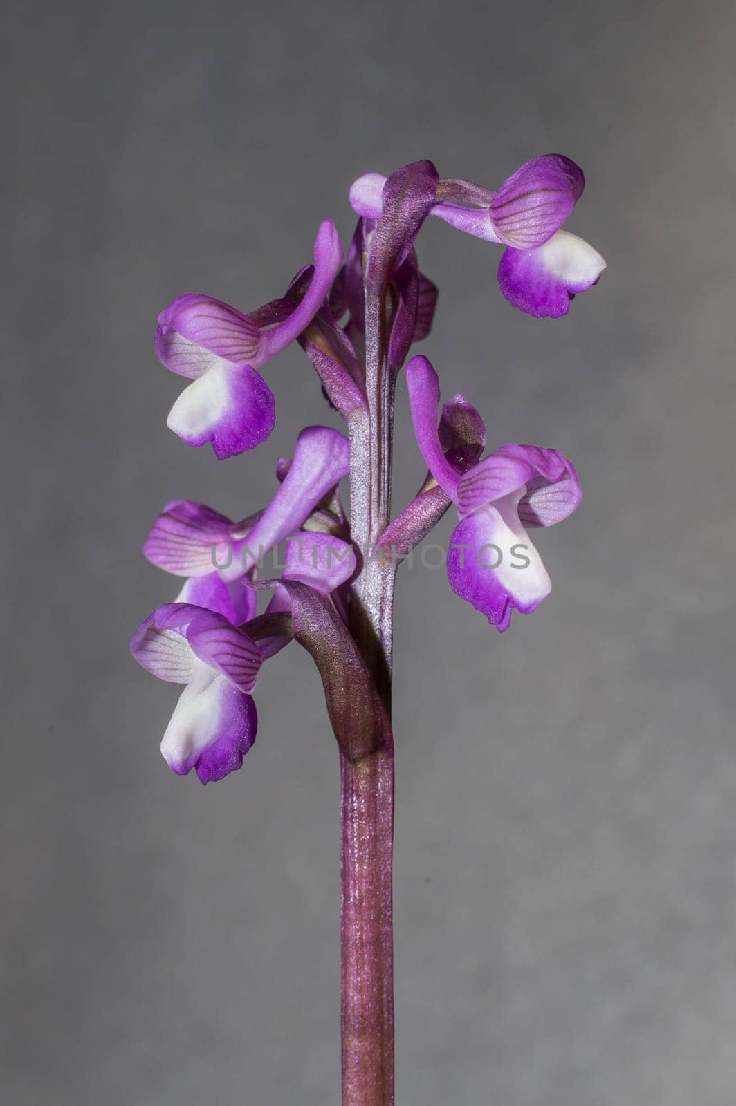 Beautiful wild rare orchid Anacamptis morio subsp. champagneuxii. Valverde de Leganes, Extremadura, Spain