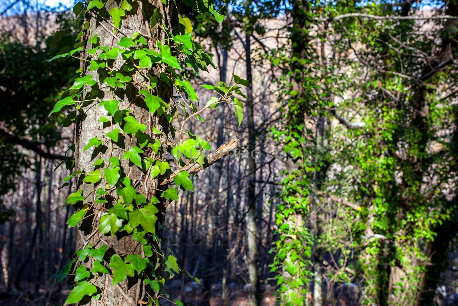 Ivy climbing old chesnut trunks surface. Magic Autumn at Ambroz Valley, Extremadura, Spain