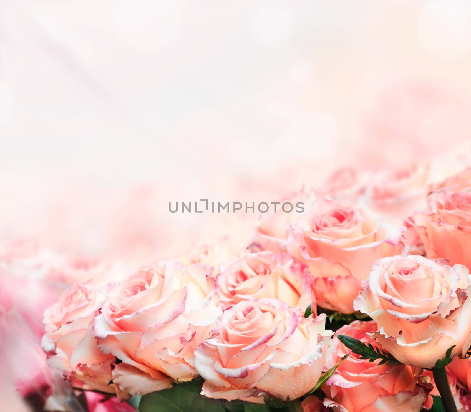 Closeup of beautiful pink roses in the garden