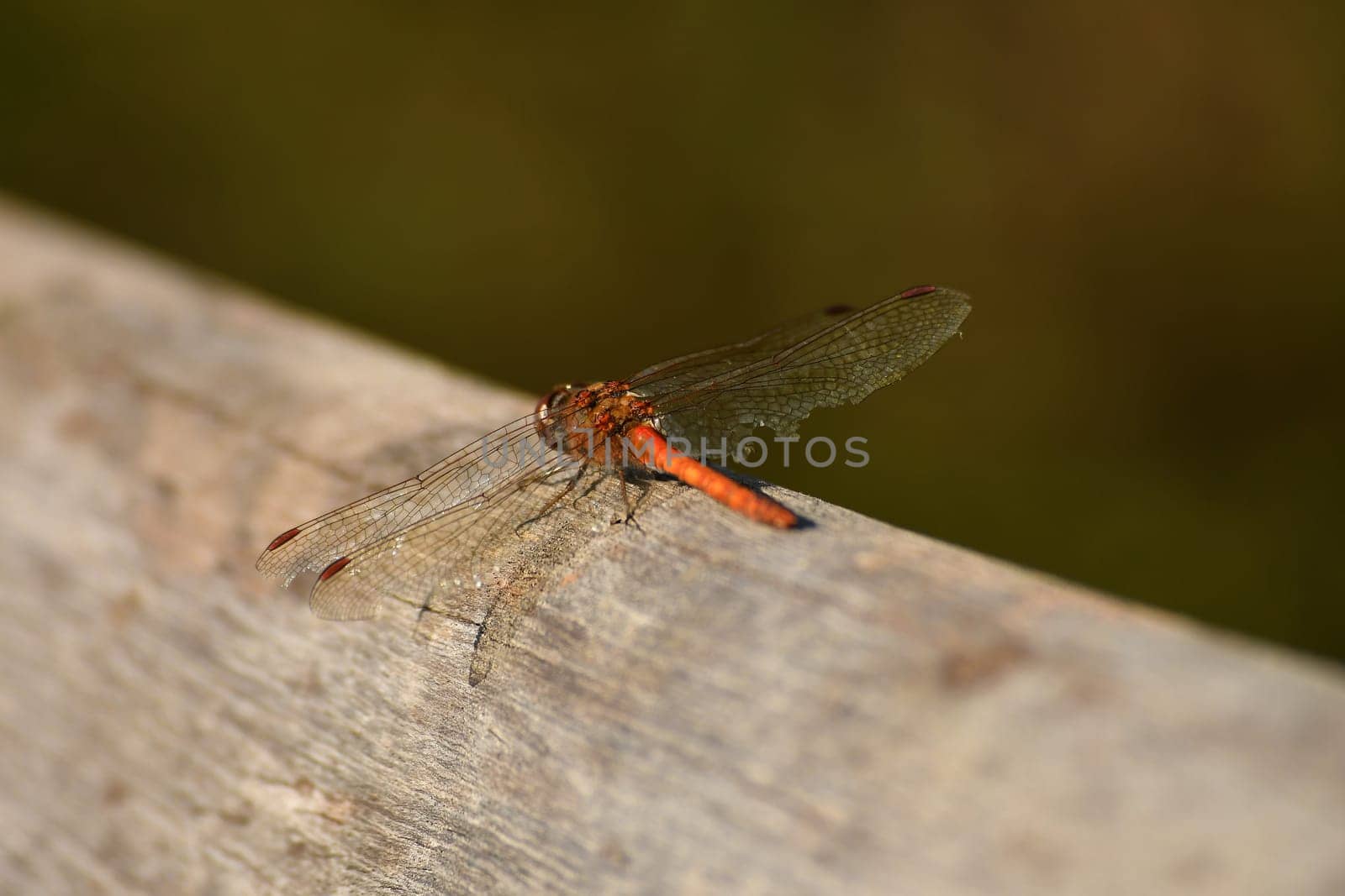 vagrant darter on a plank in autumn in Germany