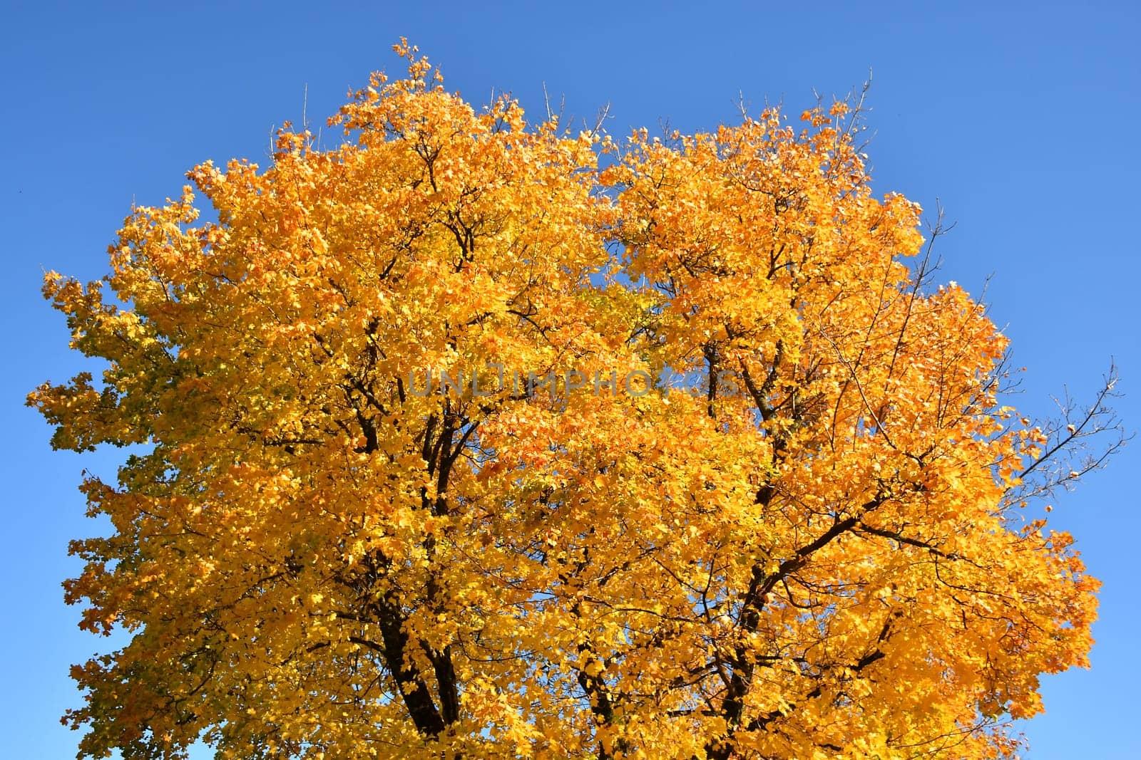 maple tree in autumnal colors on a blue sky