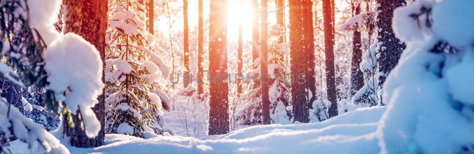 Winter forest with beautiful snowy pines and firs. Majestic panoramic view of the wonder snowy woodland.