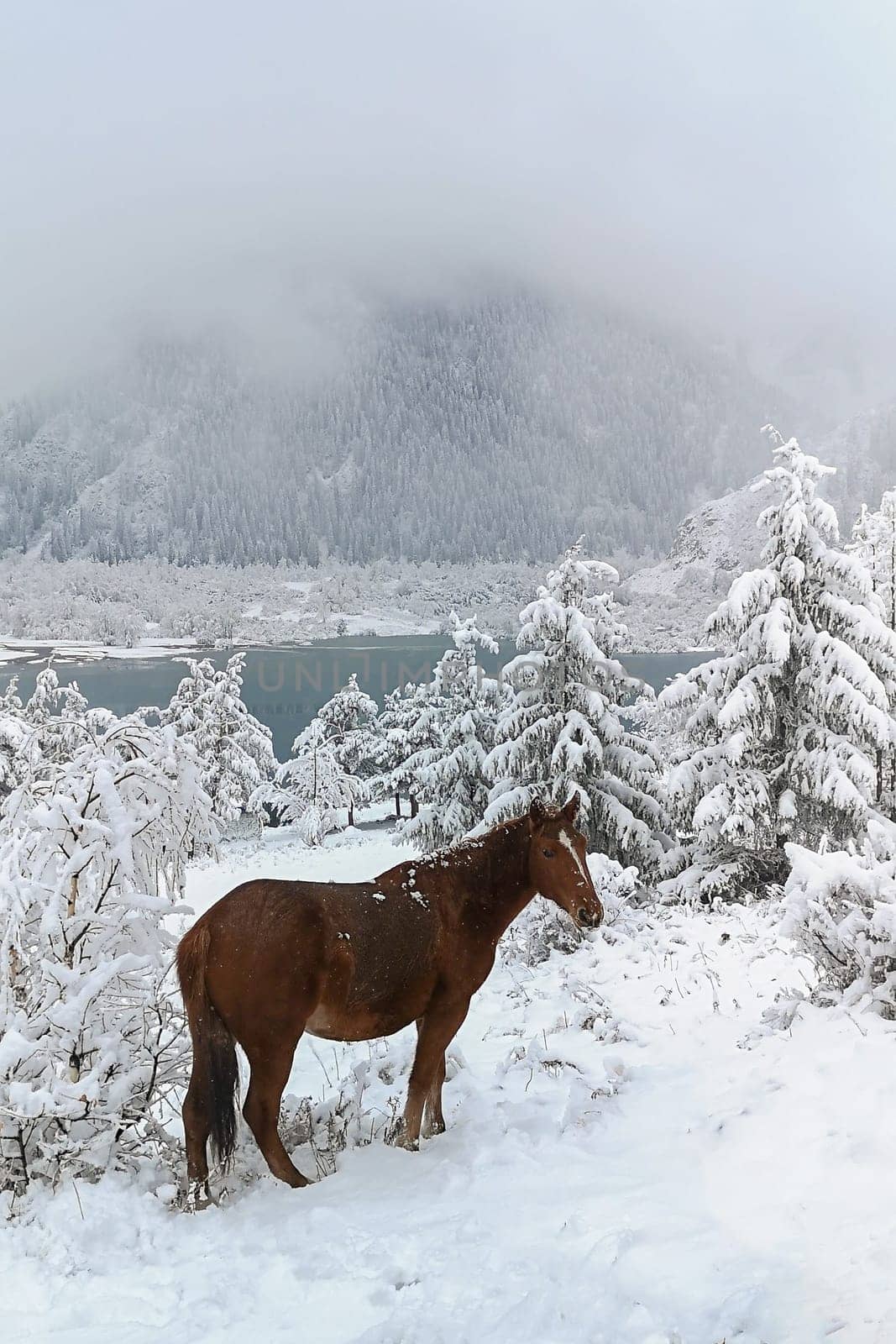 A wild horse stands near the lake among the mountains on a foggy winter day. Winter landscape.