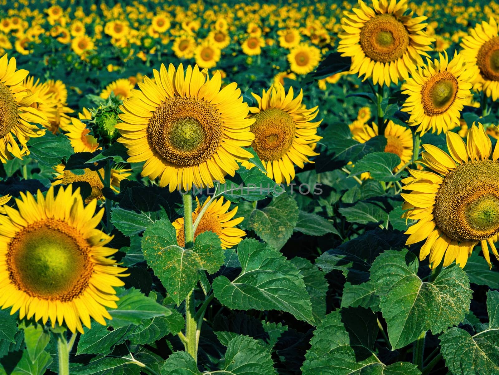 Blooming farm field of yellow sunflowers with green leaves. Agricultural plants. Agricultural business. Sunflower oil. Yellow flowers. Blooming sunflowers. Summer season.