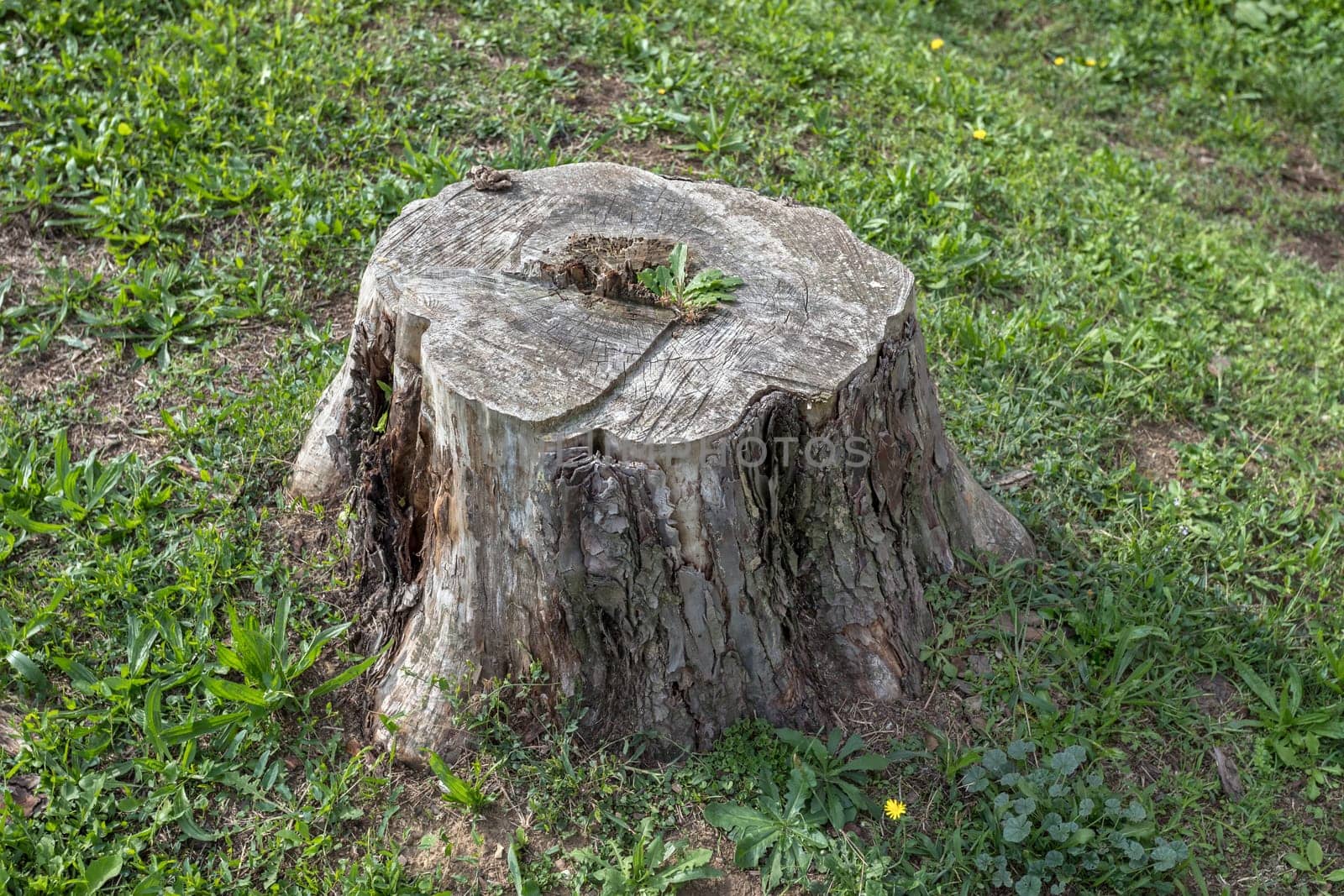 Cutted tree isolated in the forest. Deforestation, industry.