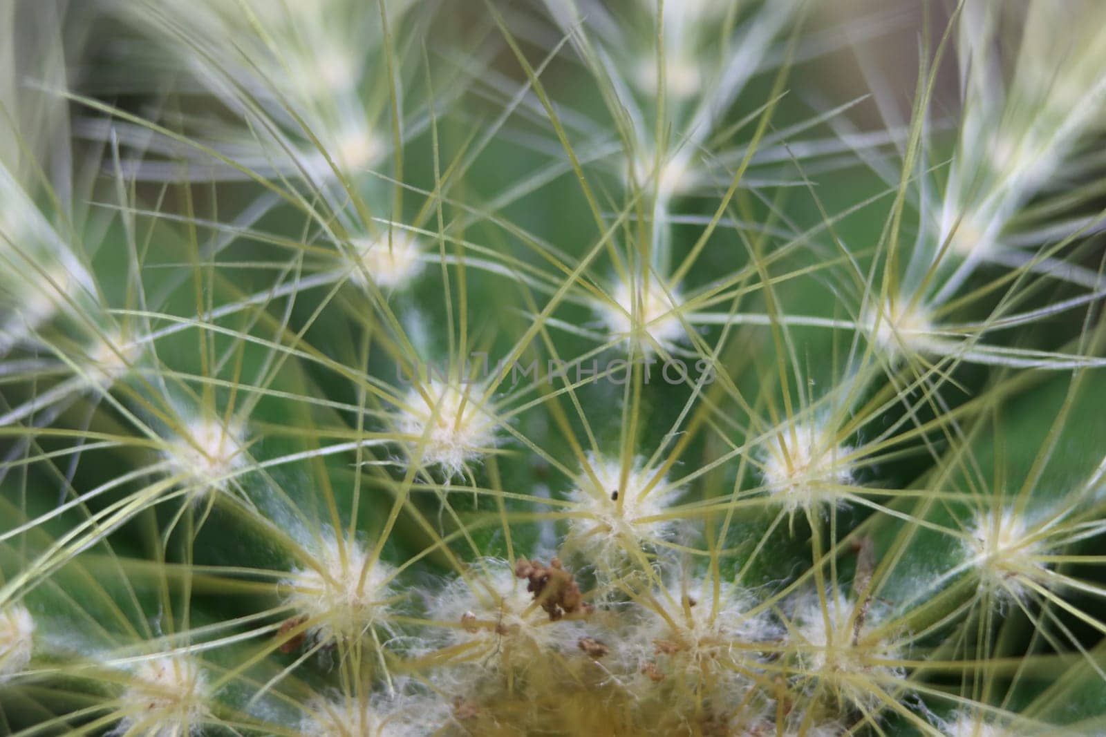 beautiful cactus with skewers for your pain defense protection