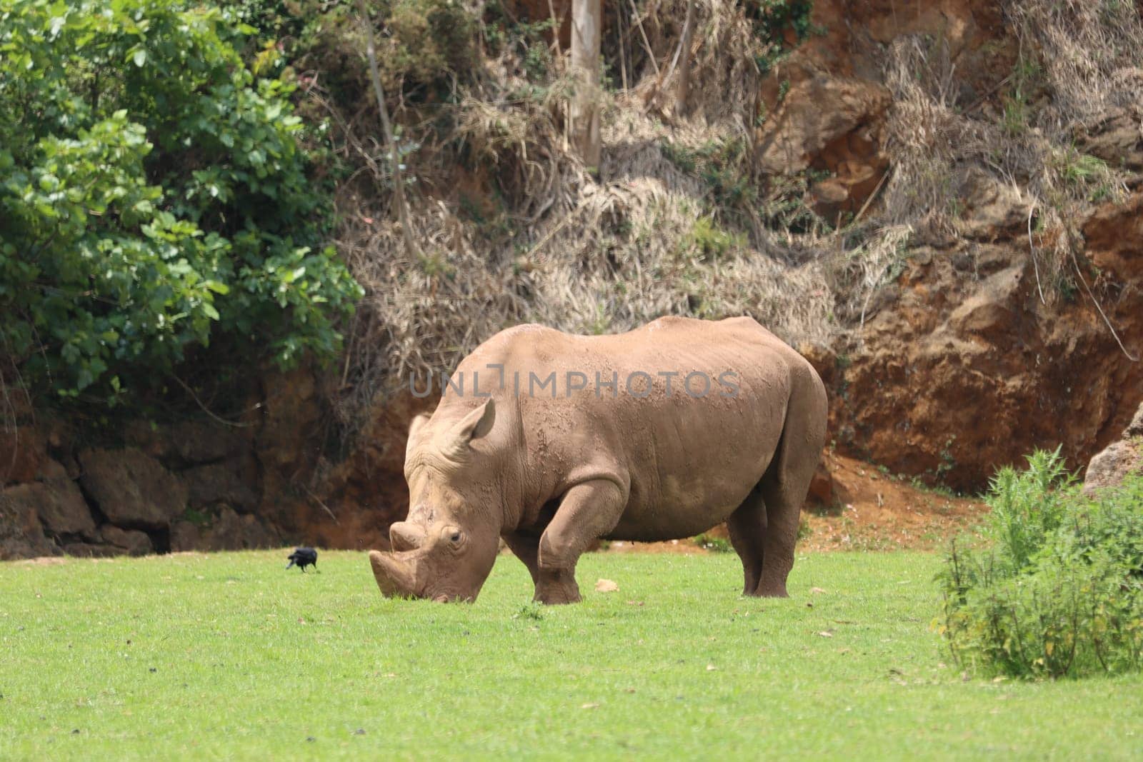 beautiful wild horn rhino dangerous wild horn huge fast heavy