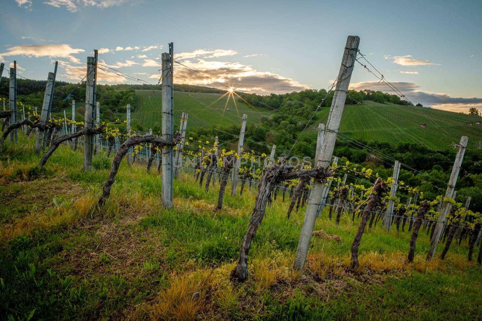 Vineyard in spring with sunstar in back lit scene