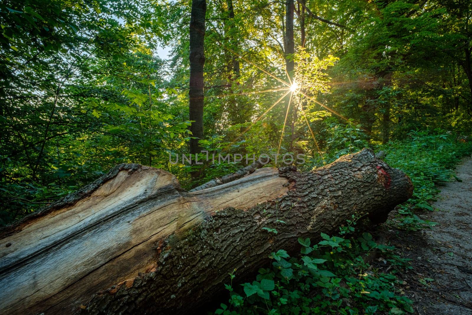 Sunstar in forest with old trunk with bark on soil