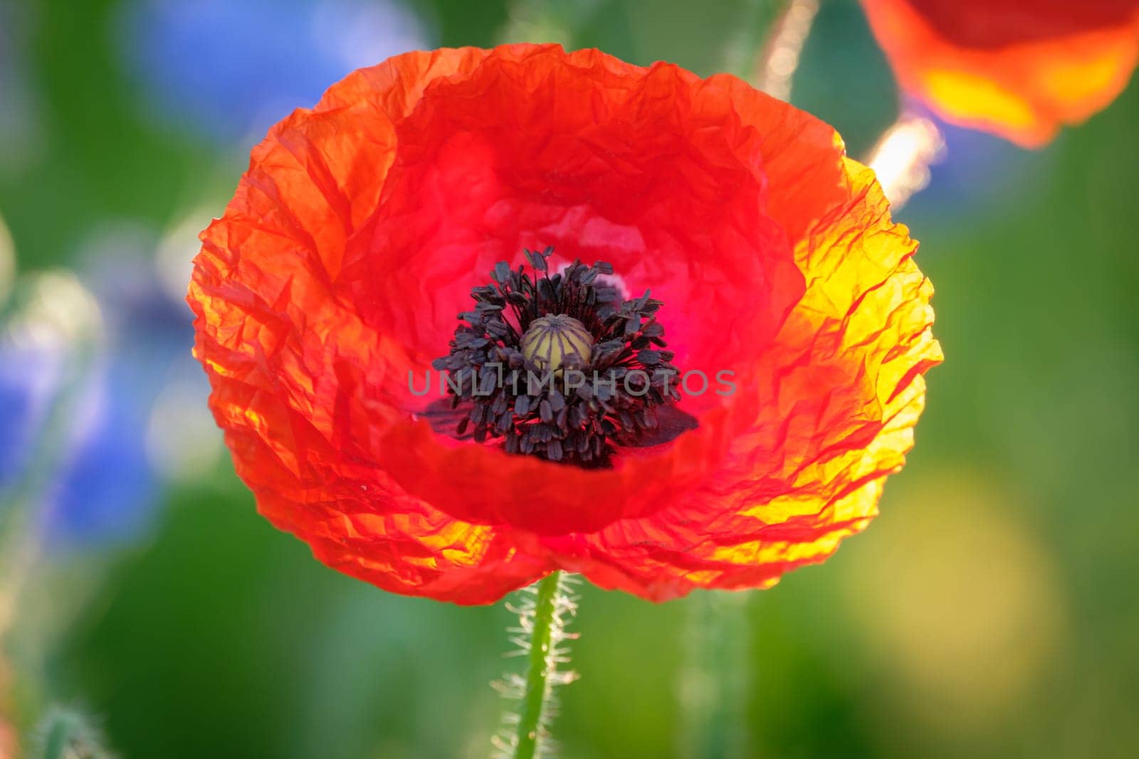 Red poppy flower close-up