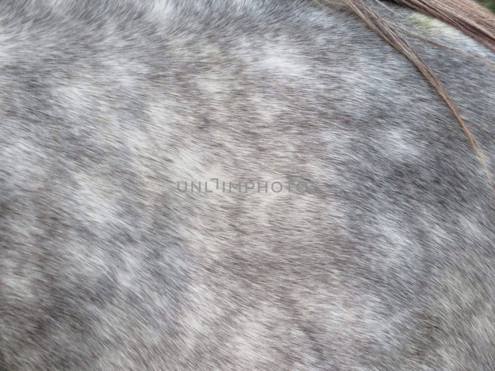 beautiful domestic animal ride walk training high speed