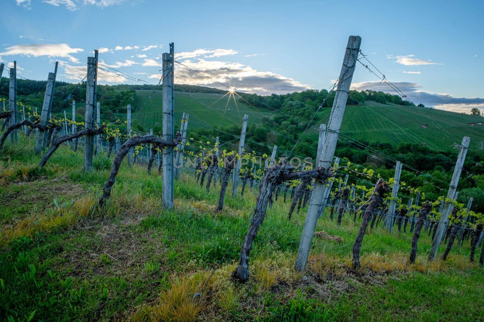 Vineyard in spring and morning sunstar in the sky scene