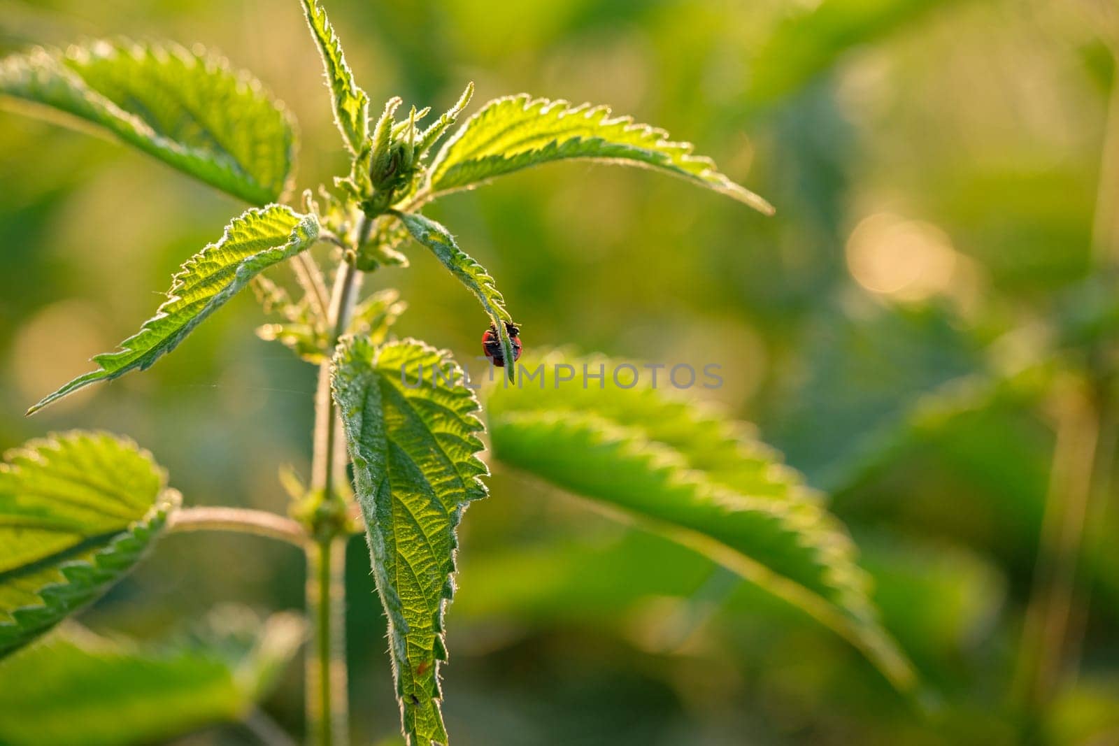 Lady bug at a green stinging needle close-up