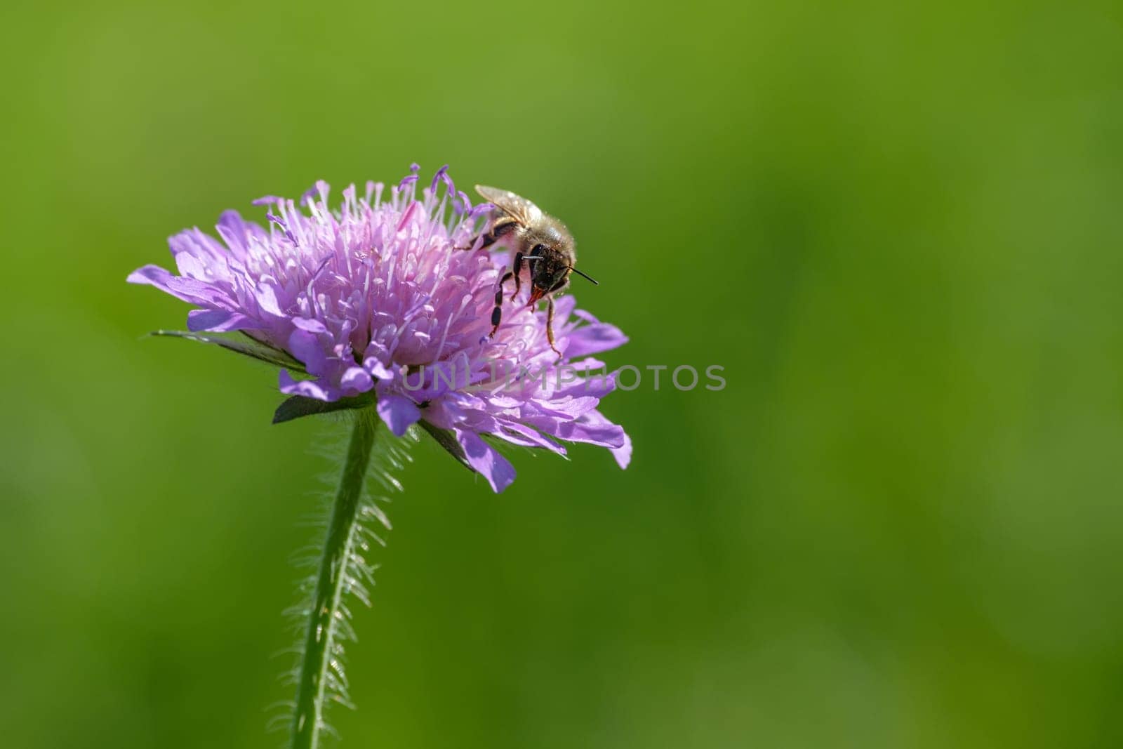 Bee collecting nectar at a flower of field scabiosa close-up