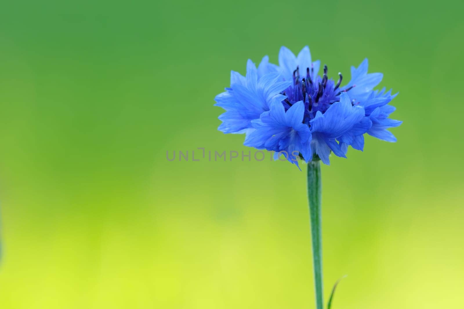 Cornflower (Centaurea cyanus) macro close-up