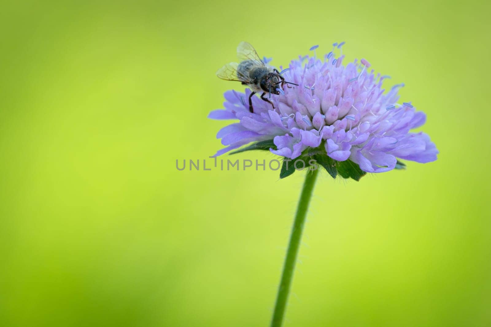 Honey bee at a flower of field scabiosa ( Knautia arvensis) close-up