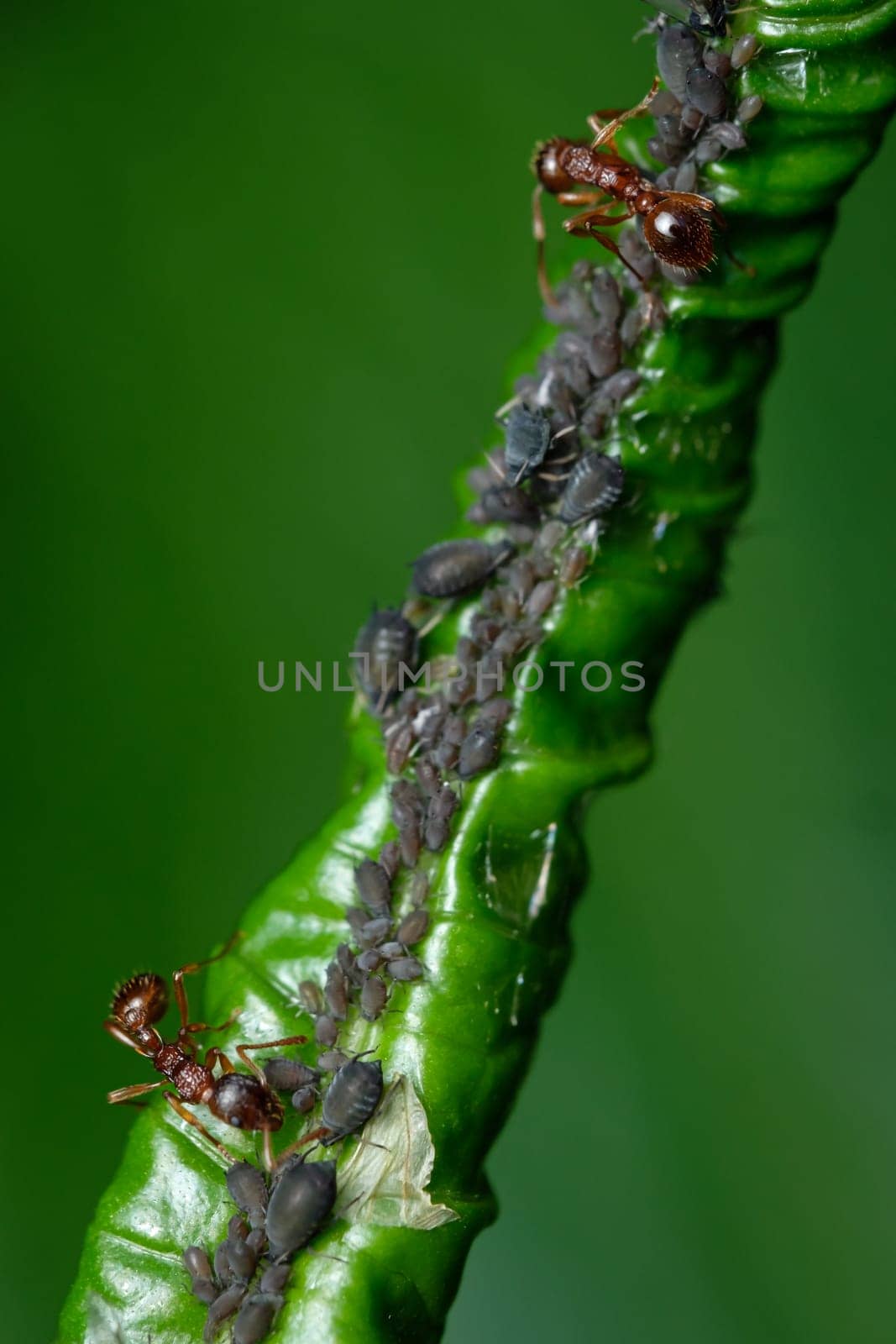 Red ants are milking lices at a green leaf
