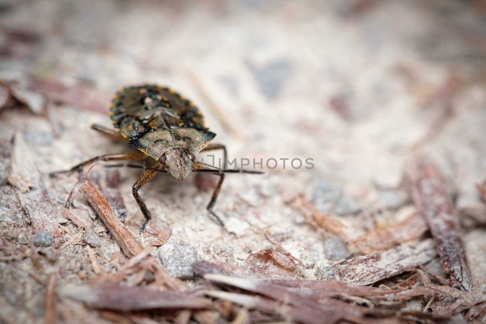 Shield bug insect animal close-up