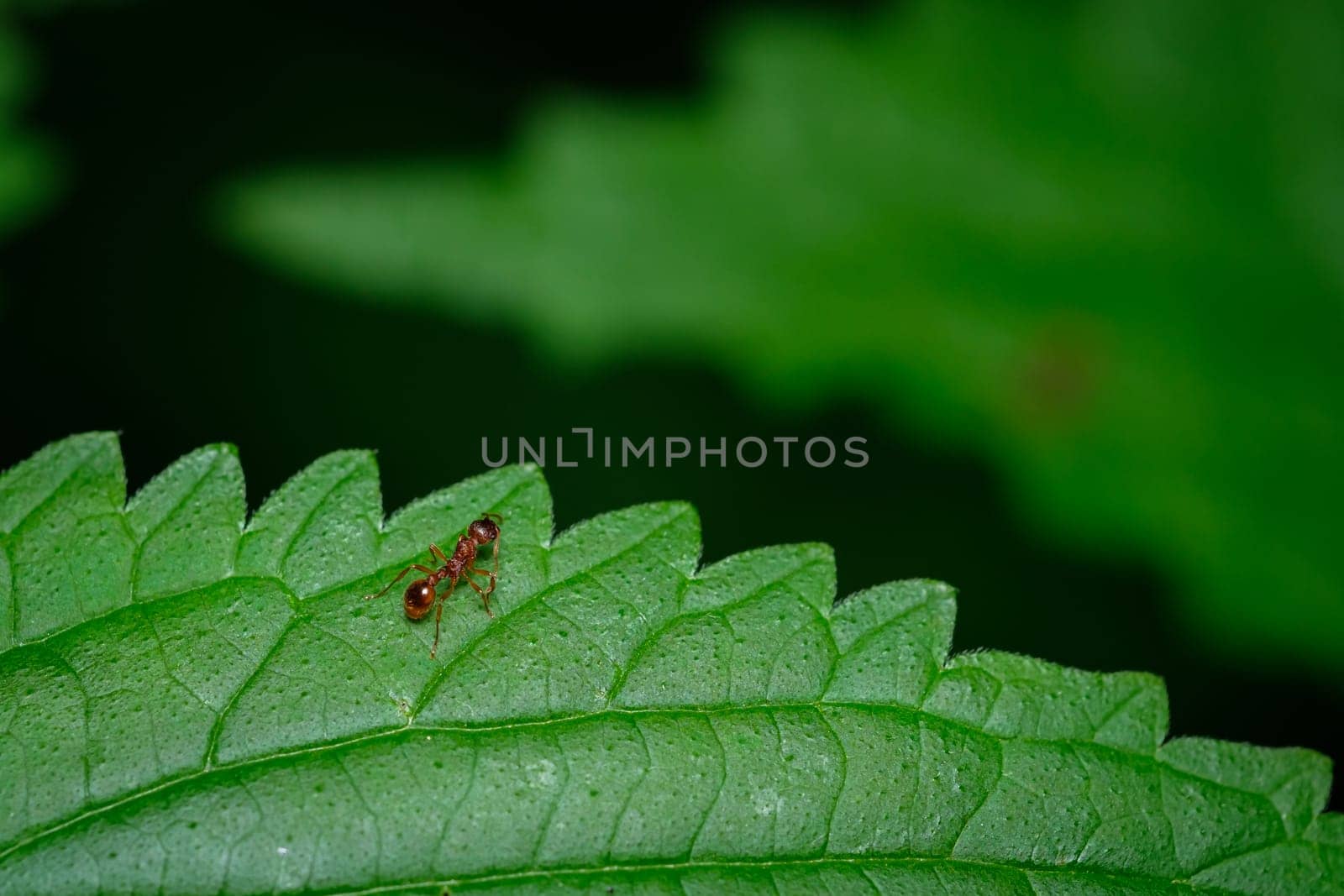 Little red ant macro on green leaf