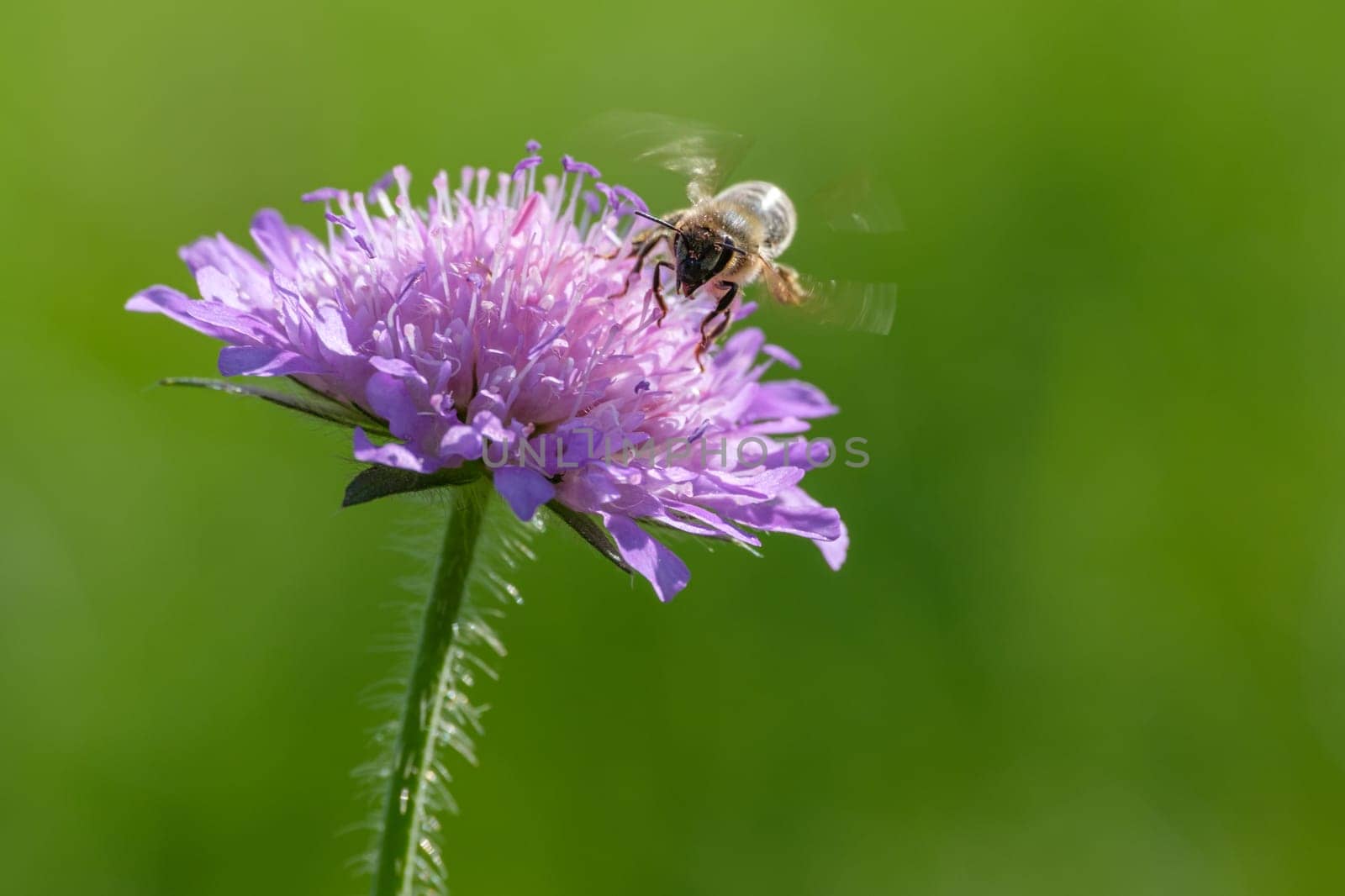 Flying bee at a flower of field scabiosa close-up
